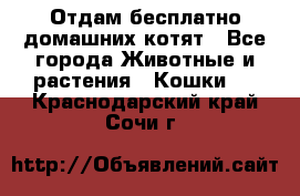 Отдам бесплатно домашних котят - Все города Животные и растения » Кошки   . Краснодарский край,Сочи г.